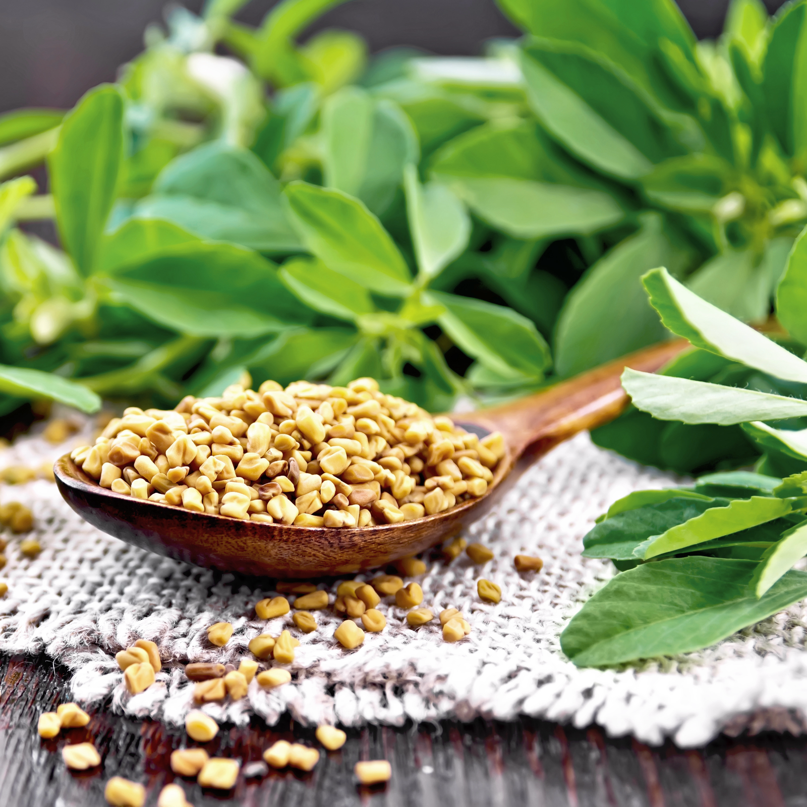 Bockshornkleesamen ganz Bio (1000g)