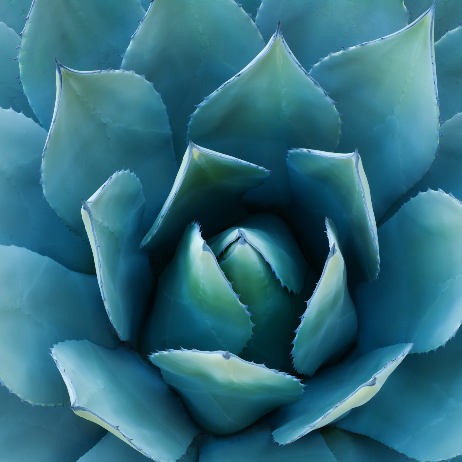 Agaven Inulin Pulver Bio (500g)