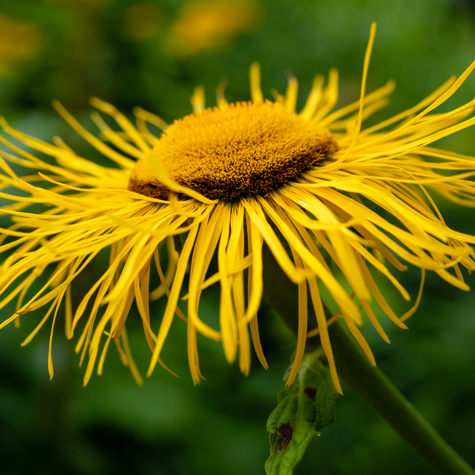 Alantwurzel geschnitten (100g)