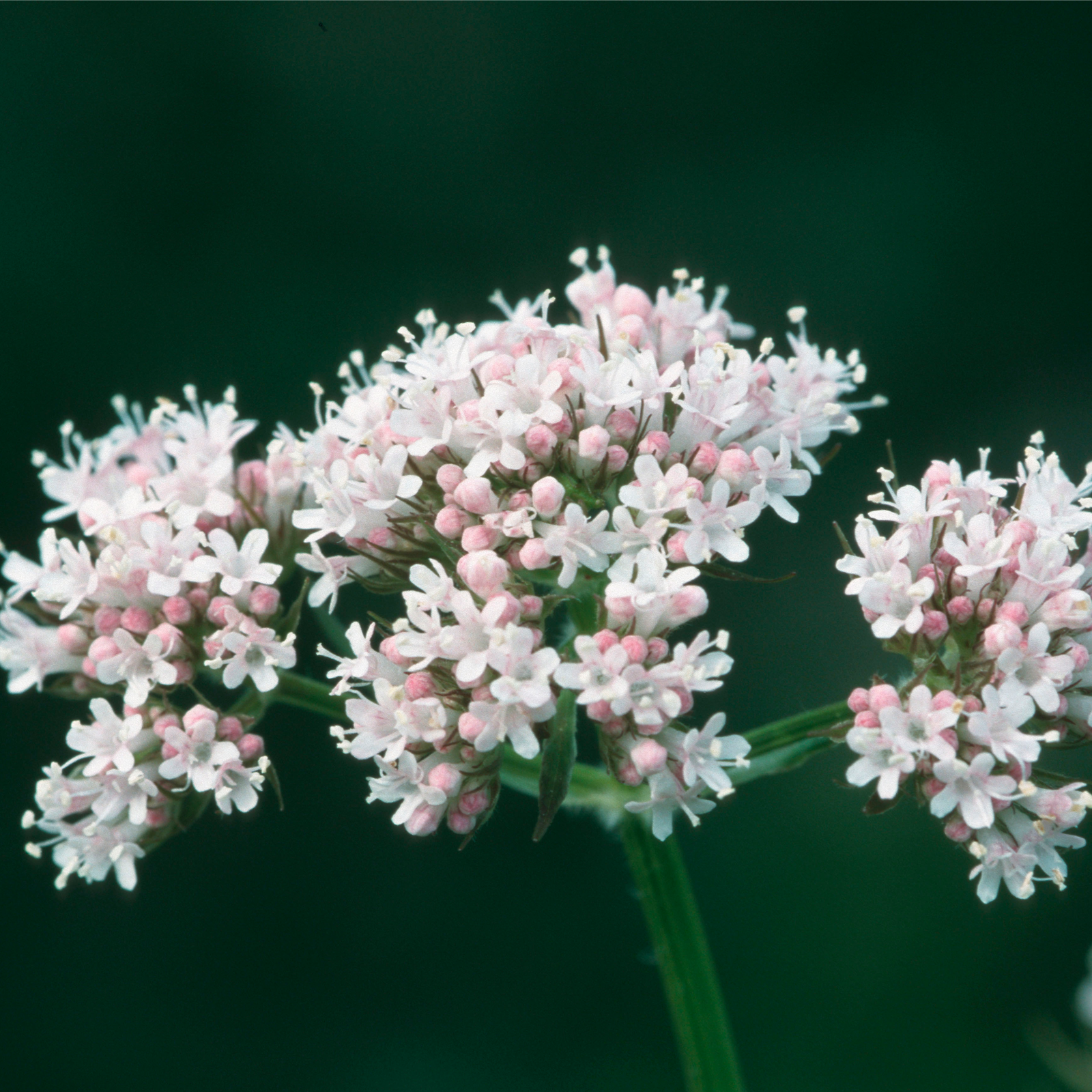 Baldrianwurzel geschnitten (100g)