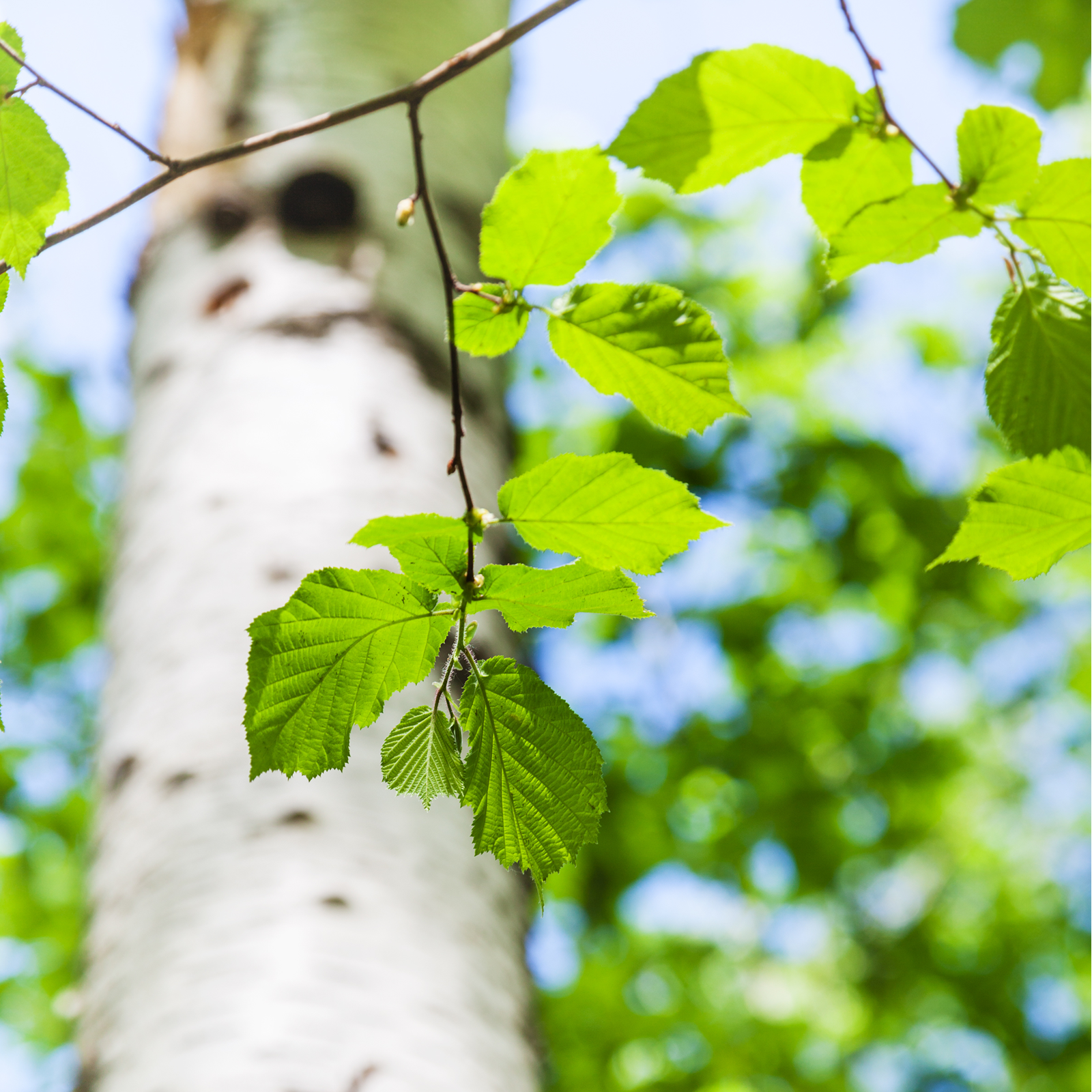 Birkenblätter geschnitten (250g)