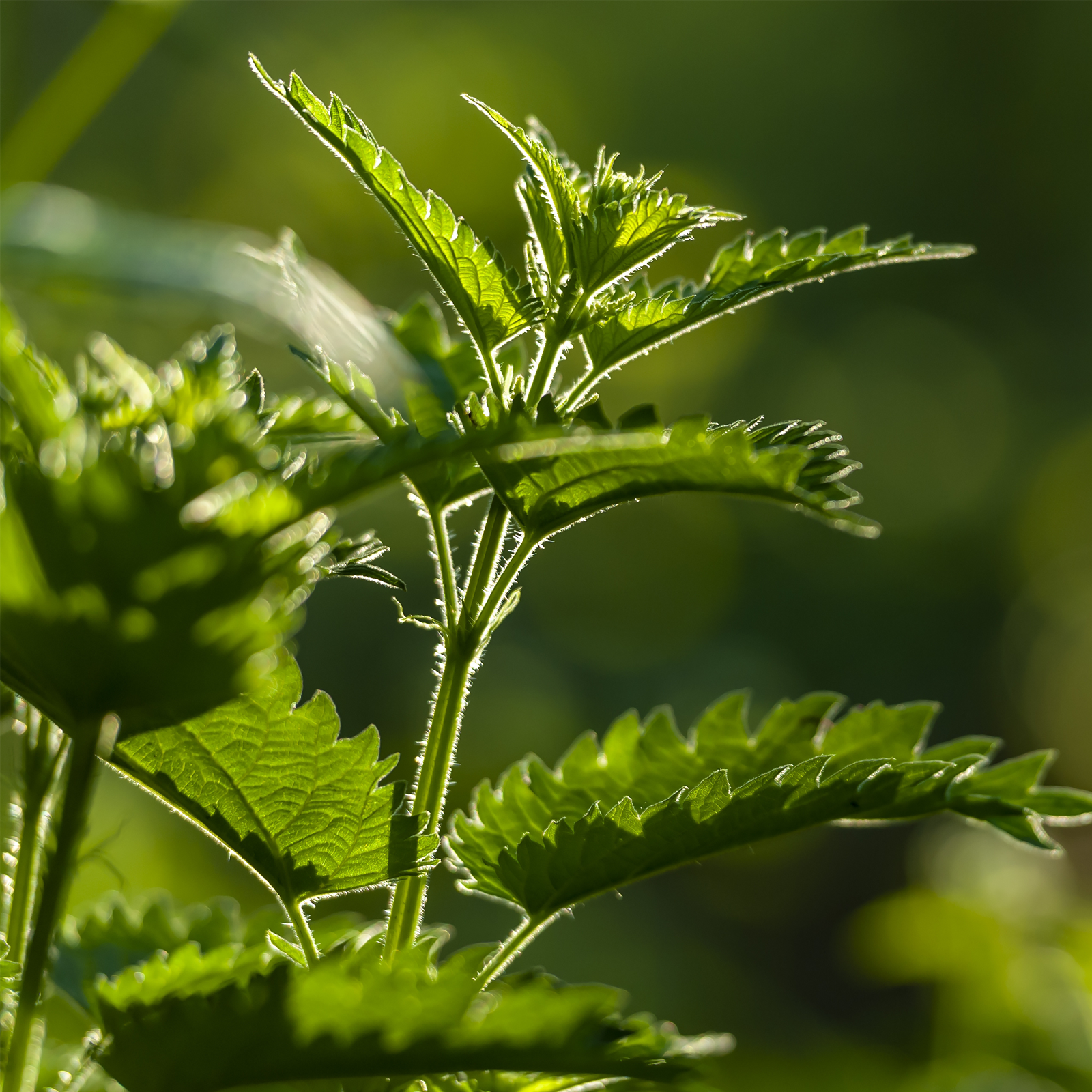 Brennnesselwurzel geschnitten (500g)