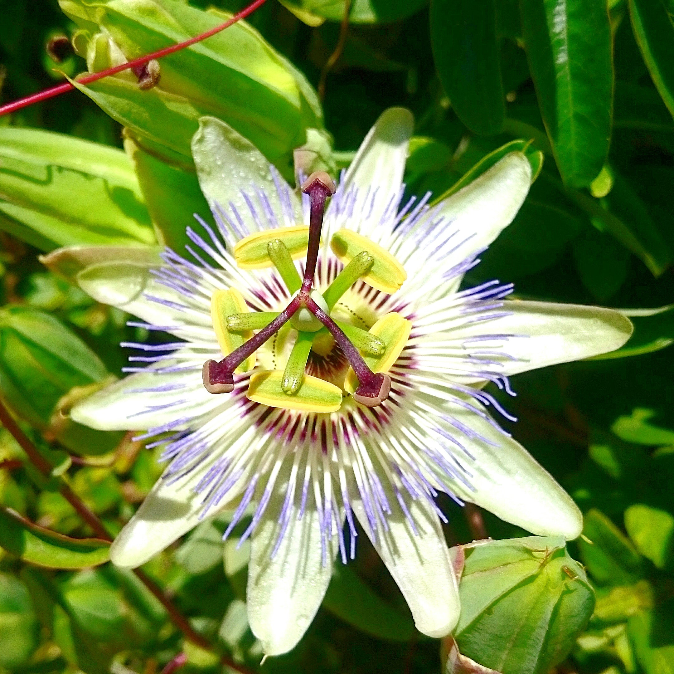 Passionsblumenkraut geschnitten (500g)