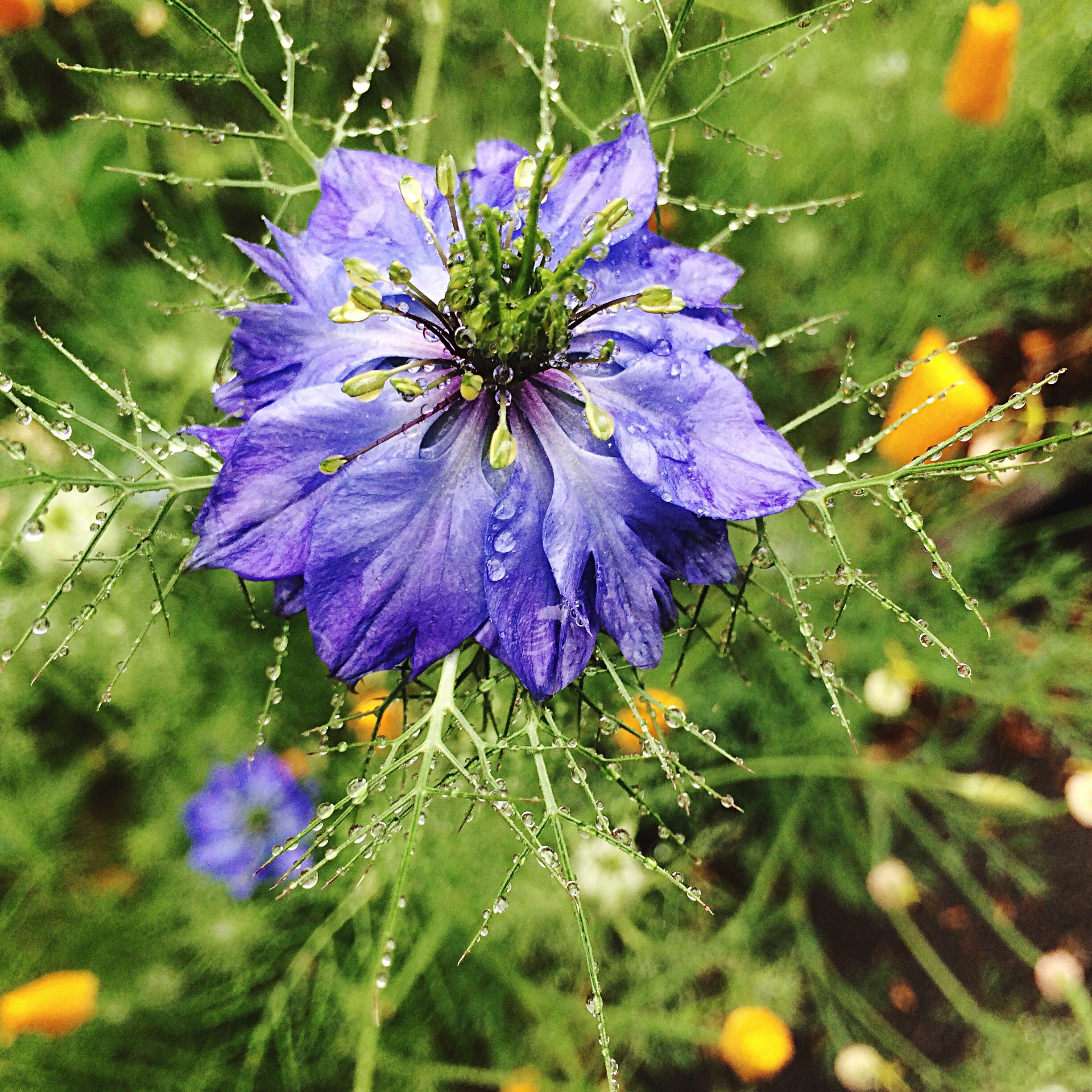 Schwarzkümmel ganz (250g)