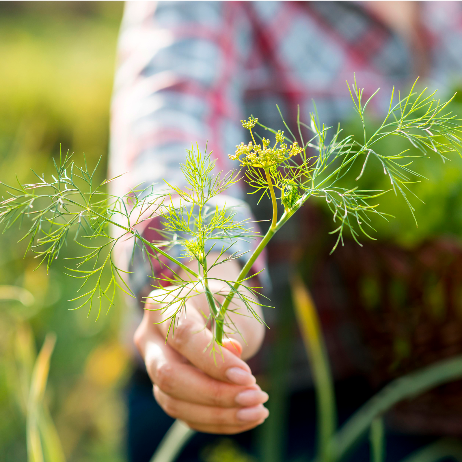Dillspitzen geschnitten (100g)