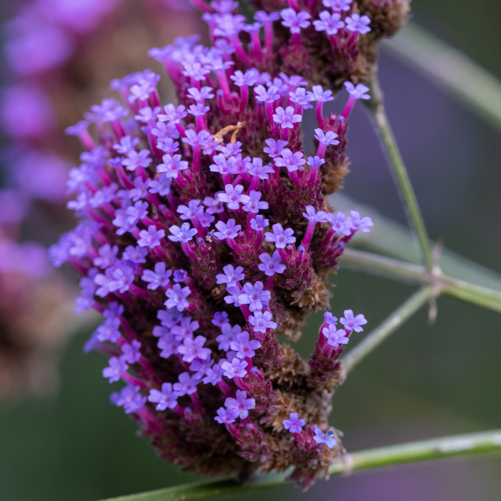 Eisenkraut geschnitten Bio (100g)