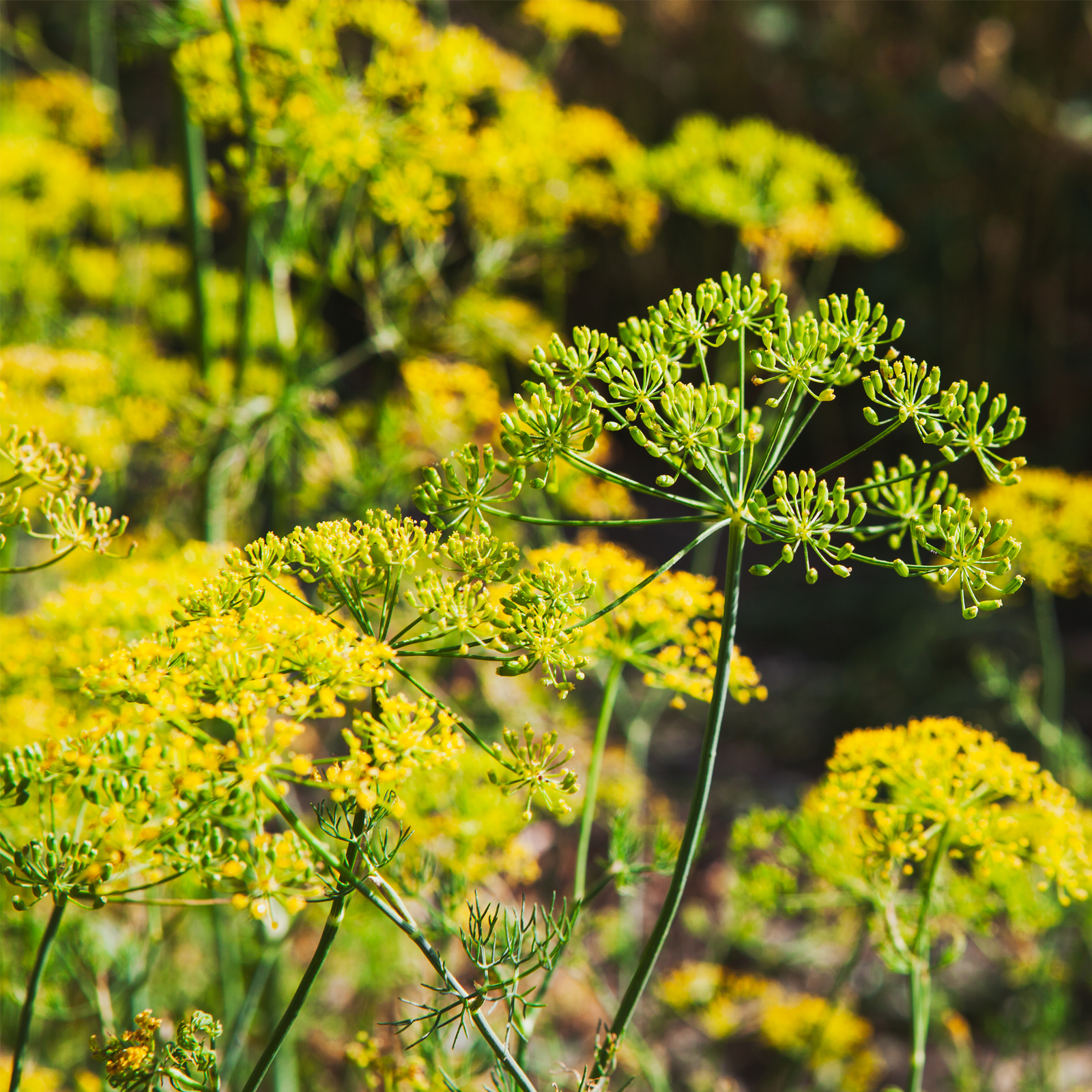 Fenchelsamen ganz Bio (1000g)