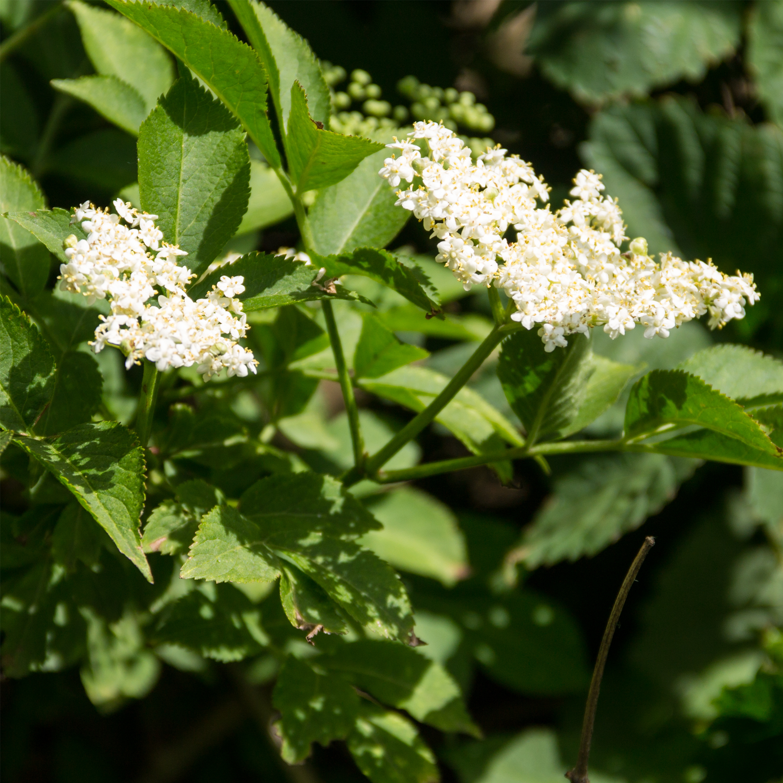 Holunderblüten geschnitten (100g)