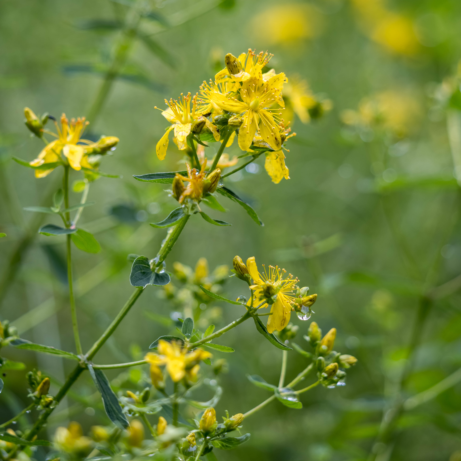 Johanniskraut geschnitten Bio (500g)
