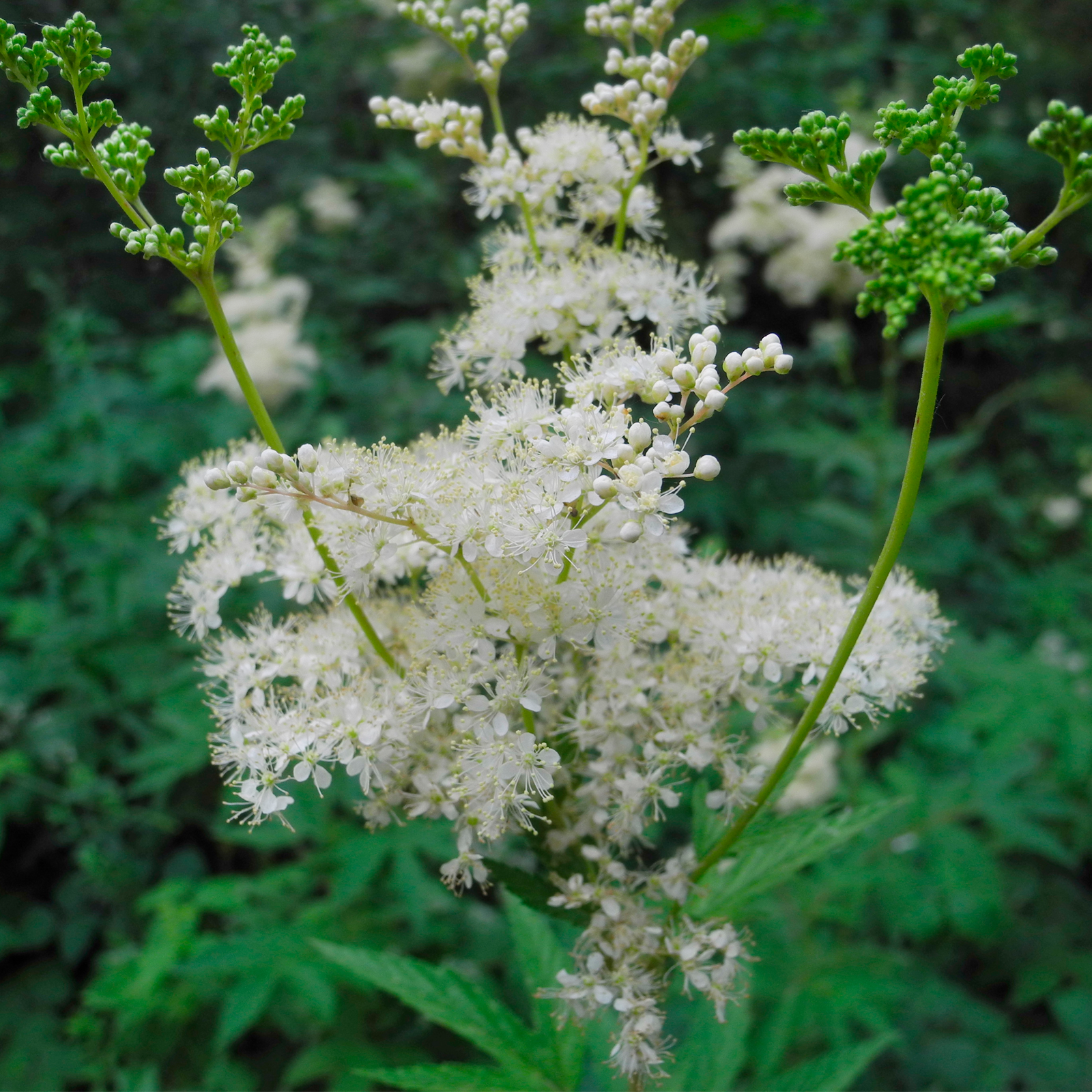 Mädesüßkraut geschnitten Bio (250g)