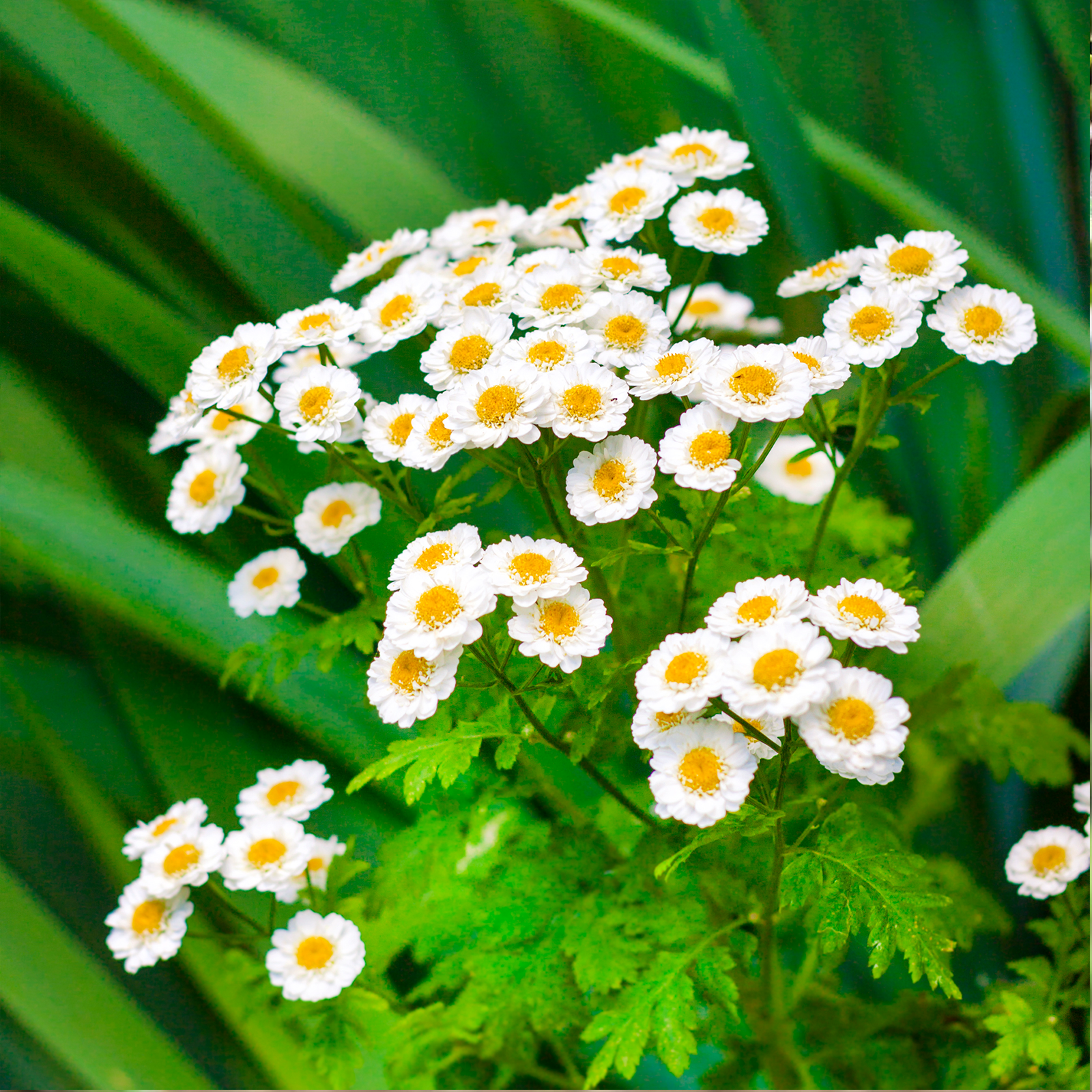 Mutterkraut geschnitten (250g)