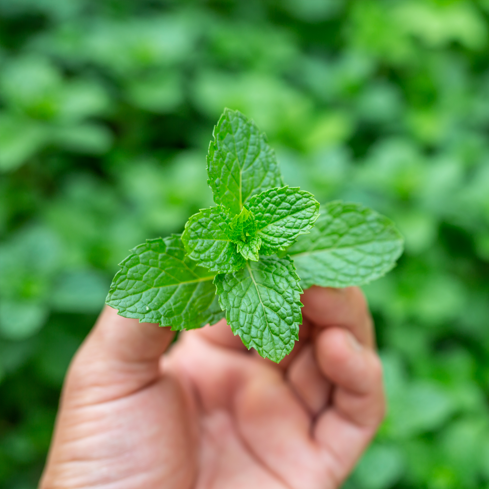 Pfefferminzblätter geschnitten (500g)