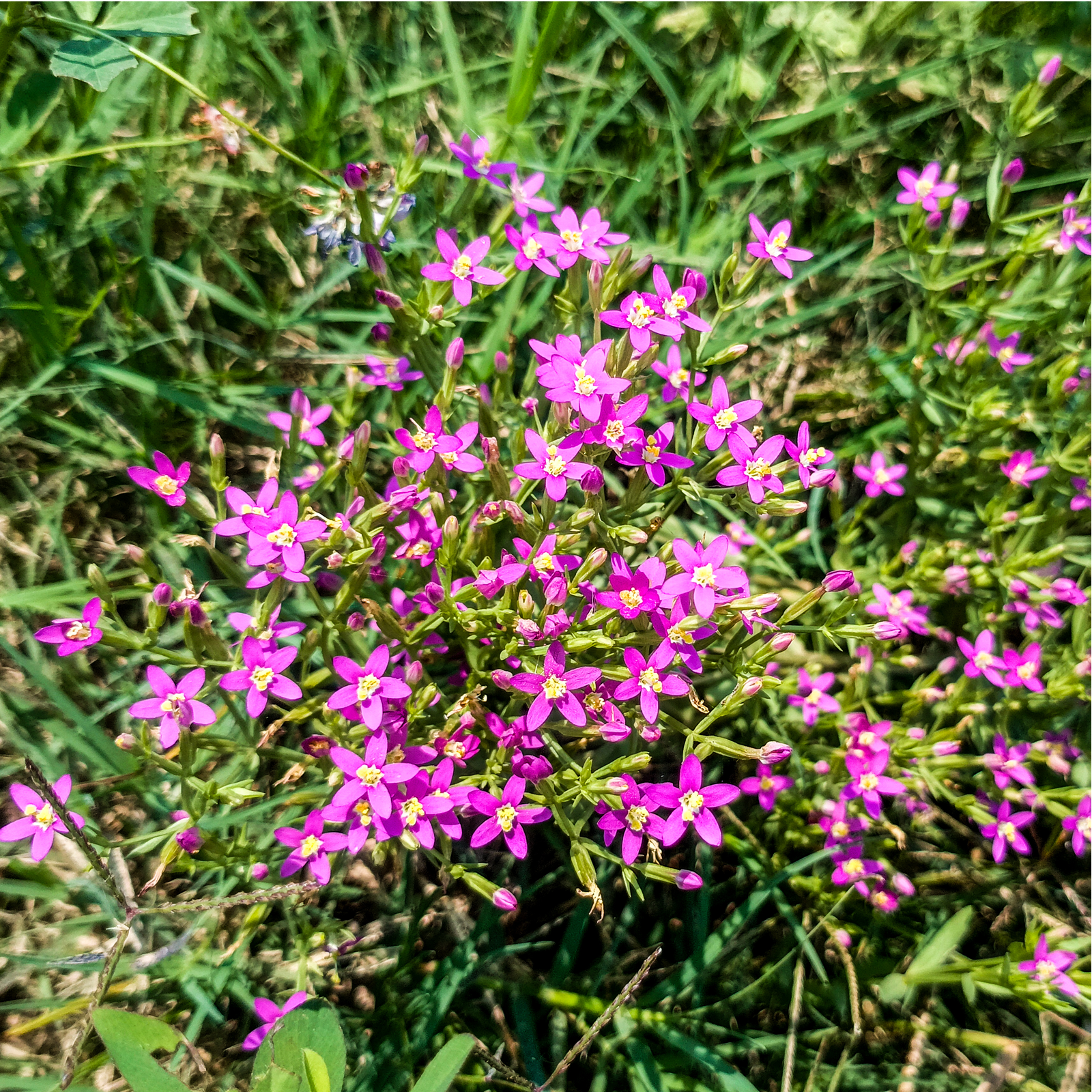 Tausendgüldenkraut geschnitten Bio (250g)
