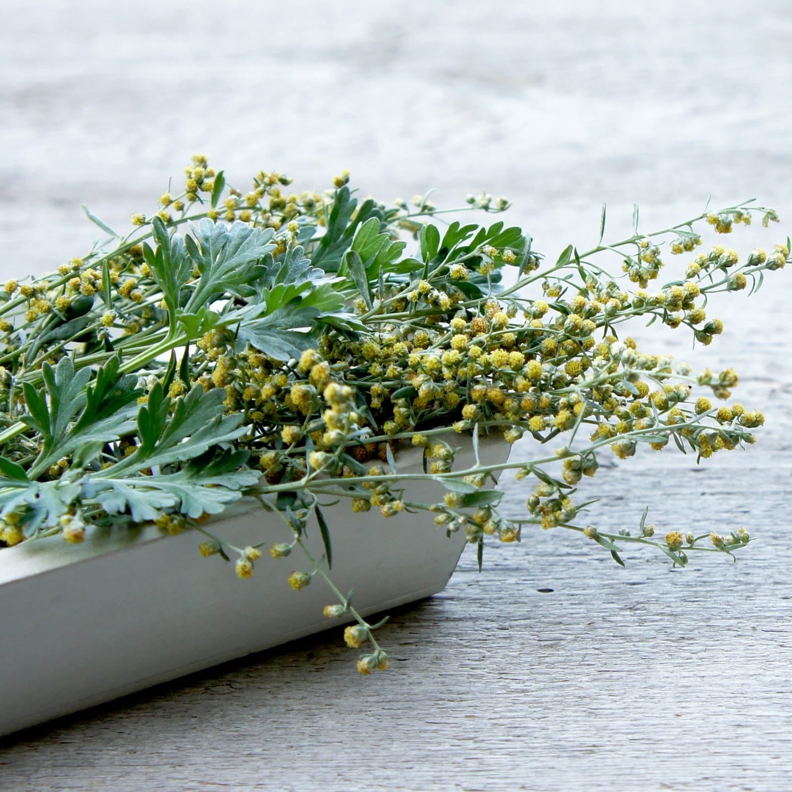 Wermutkraut geschnitten (1000g)