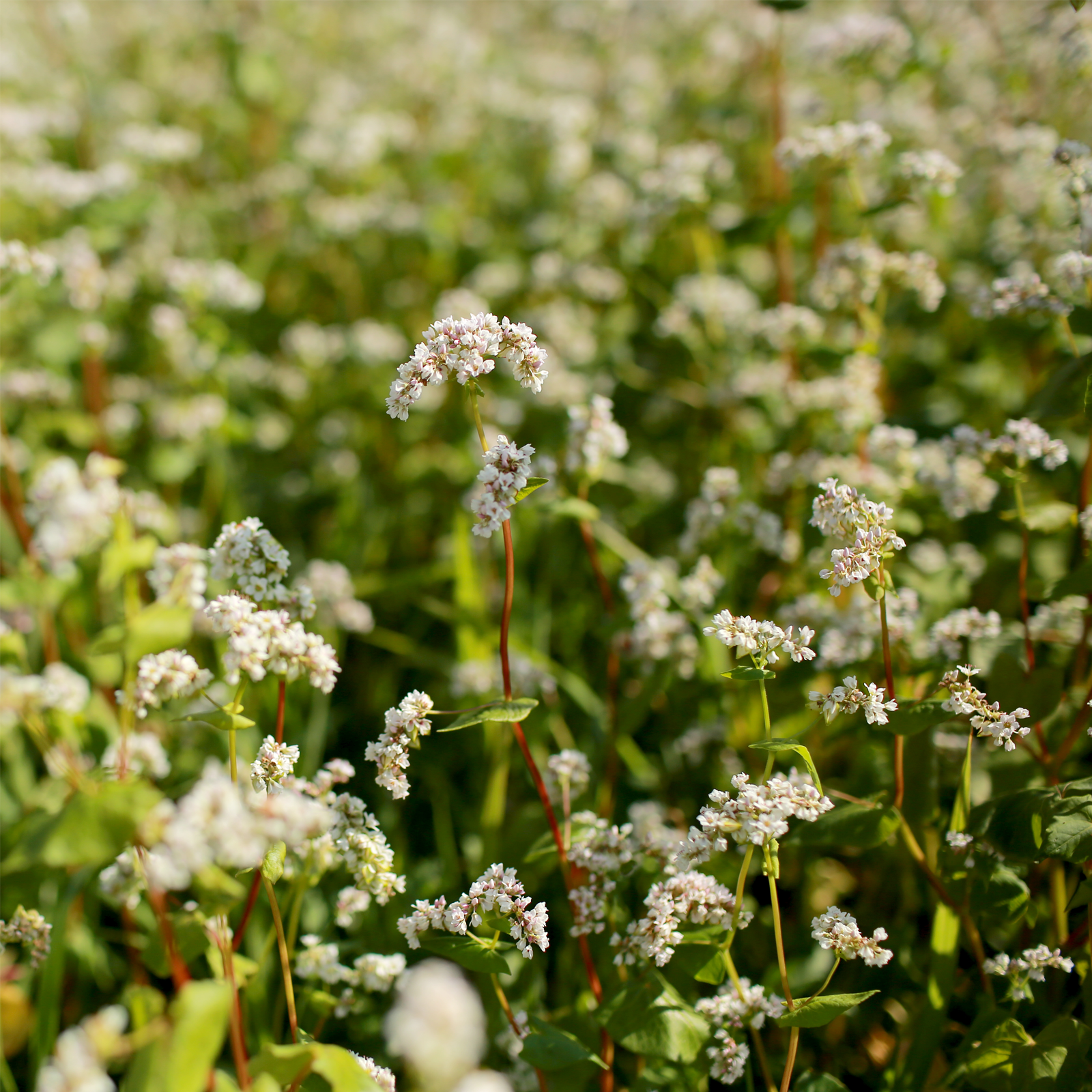 Buchweizenkraut geschnitten Bio (500g)