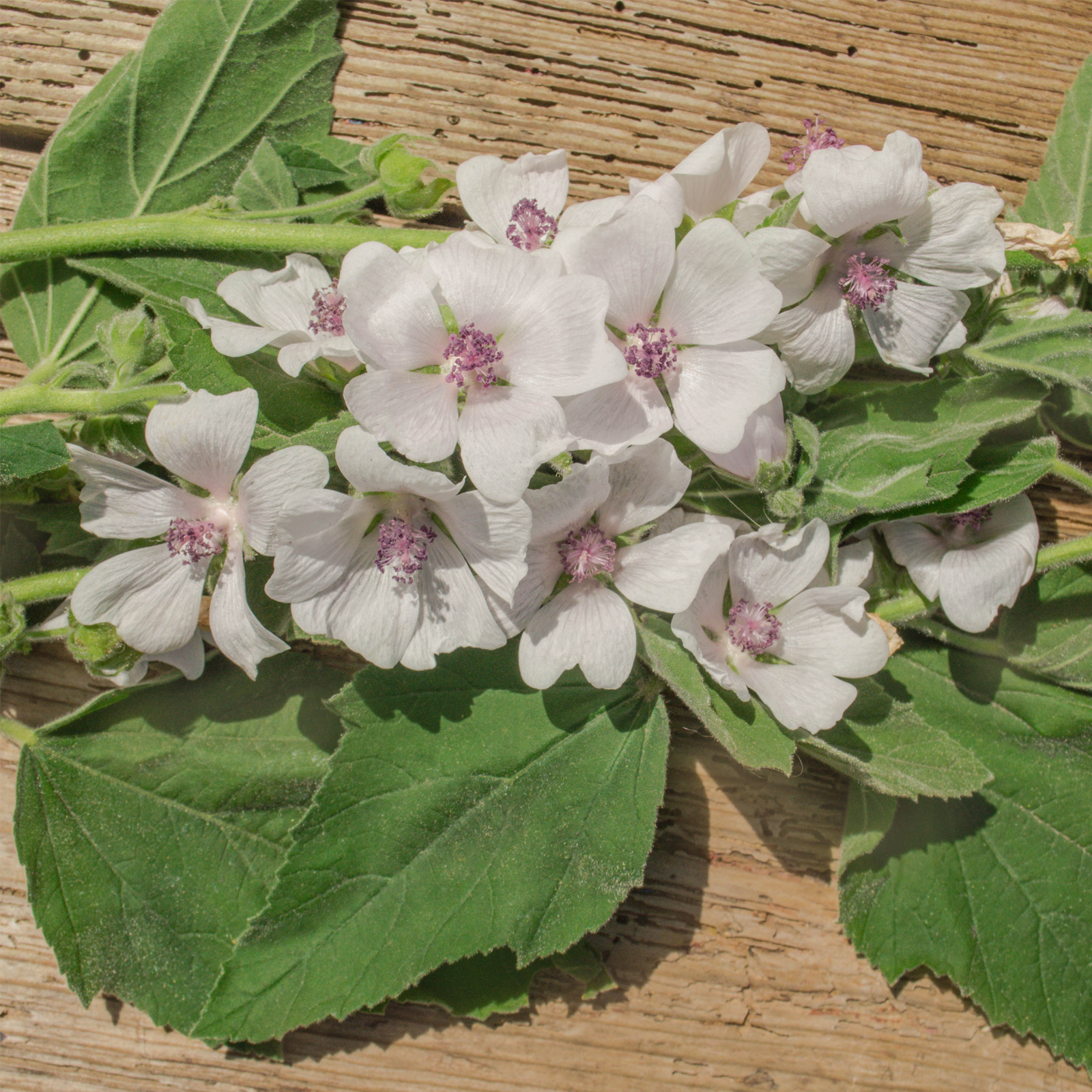 Eibischwurzel geschnitten (100g)