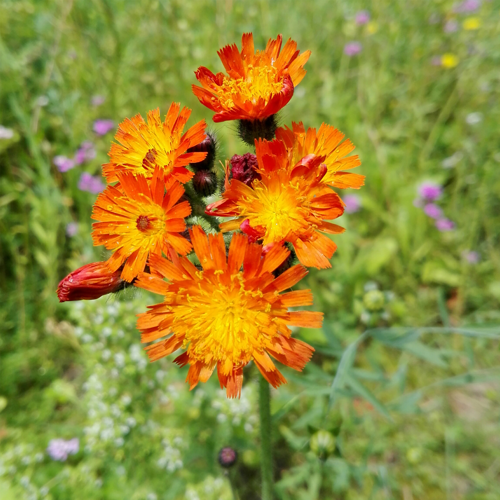 Habichtskraut geschnitten (250g)