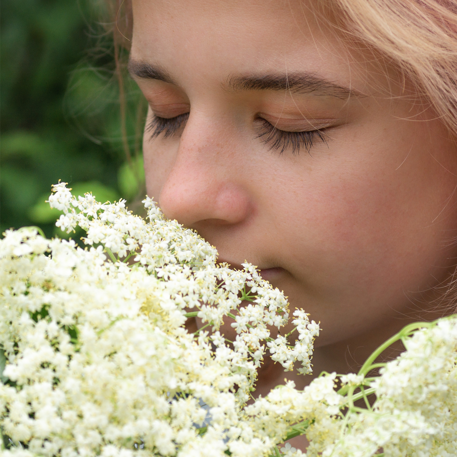 Holunderblüten geschnitten (500g)