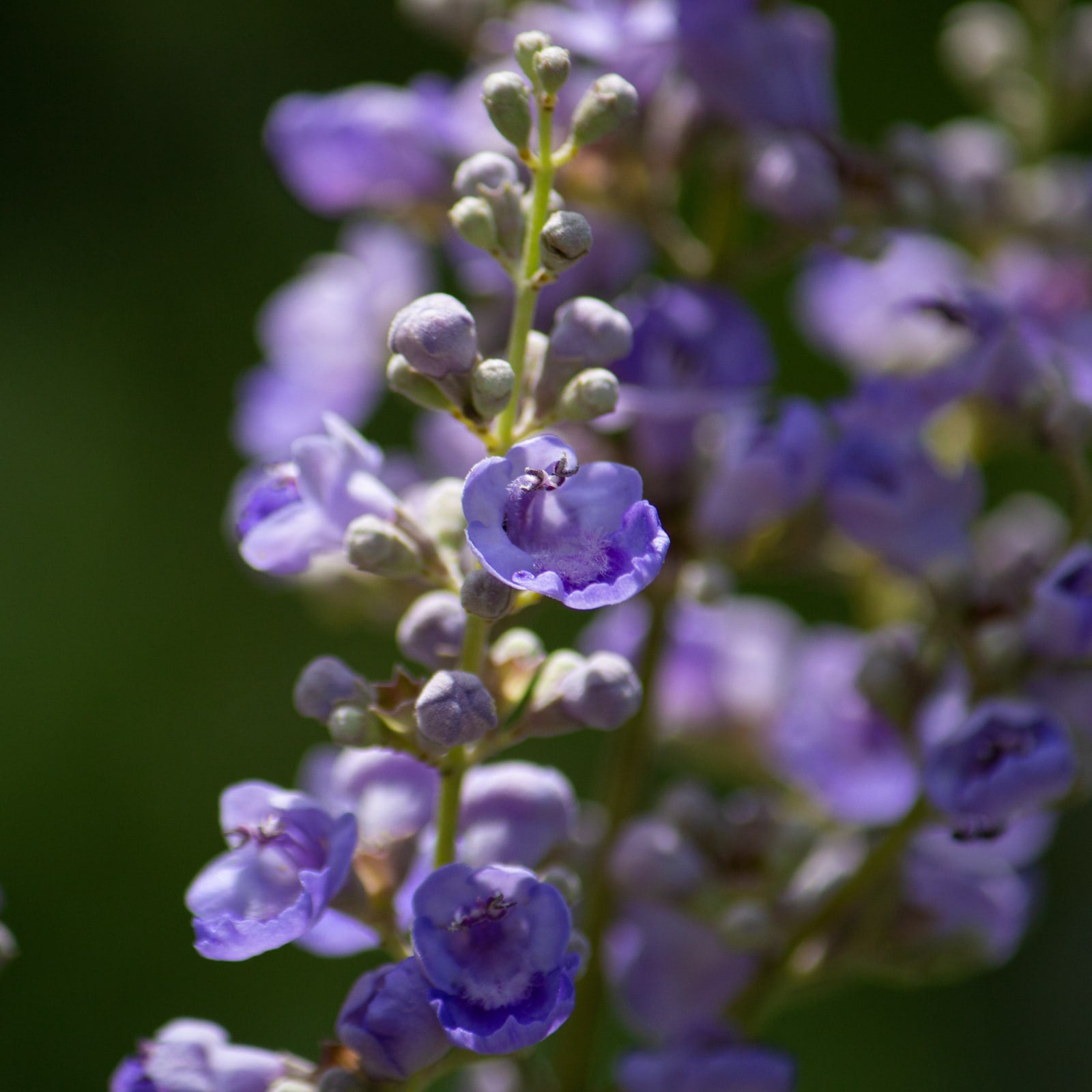 Mönchspfeffer ganz (1000g)