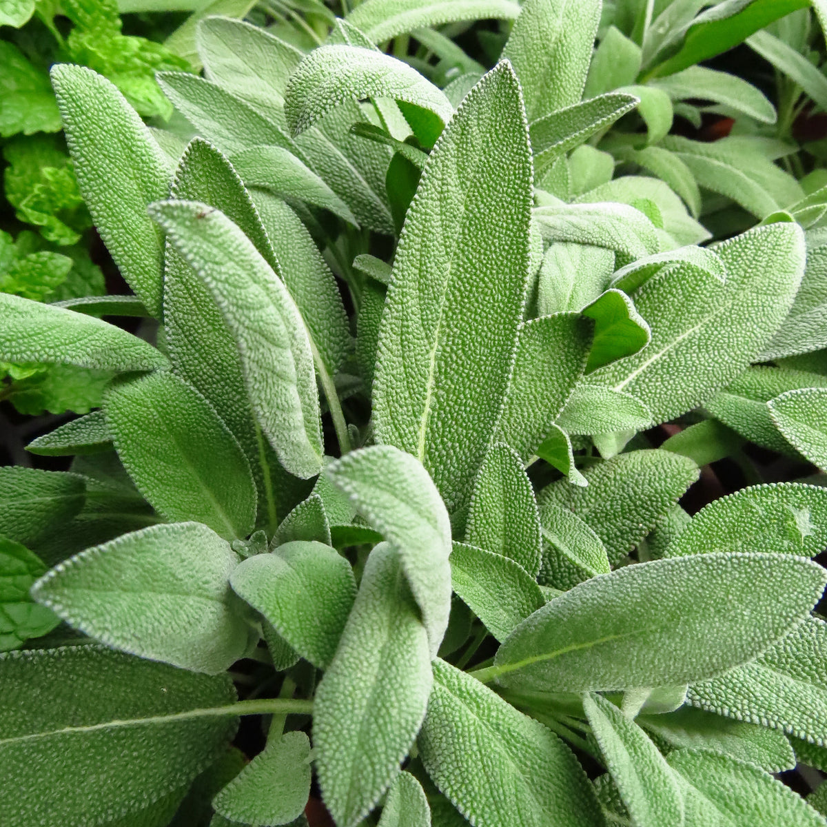 Salbei geschnitten (500g)
