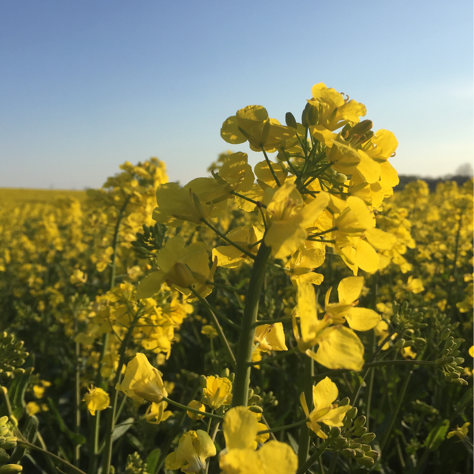 Senfmehl gelb Bio (500g)