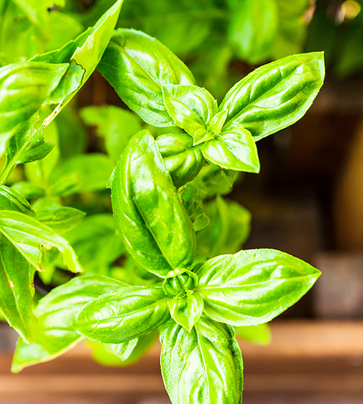 Basilikum geschnitten (100g)
