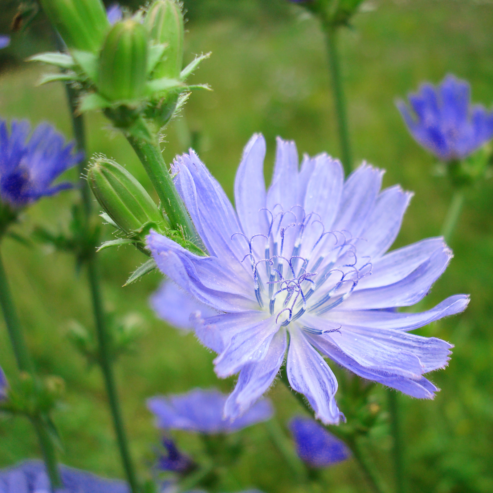 Wegwartenkraut geschnitten Bio (500g)