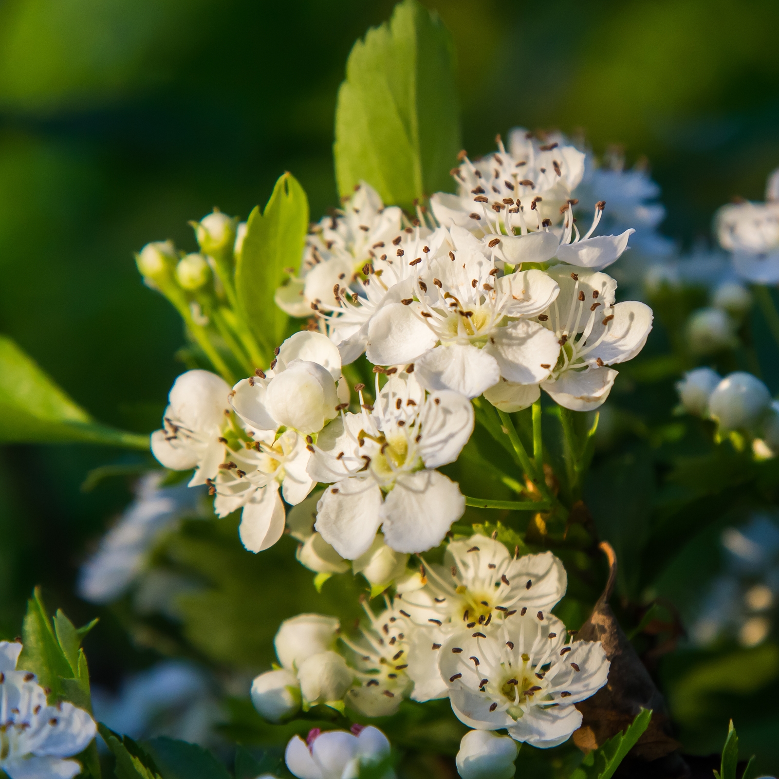Weißdornblätter mit Blüten geschnitten (100g)
