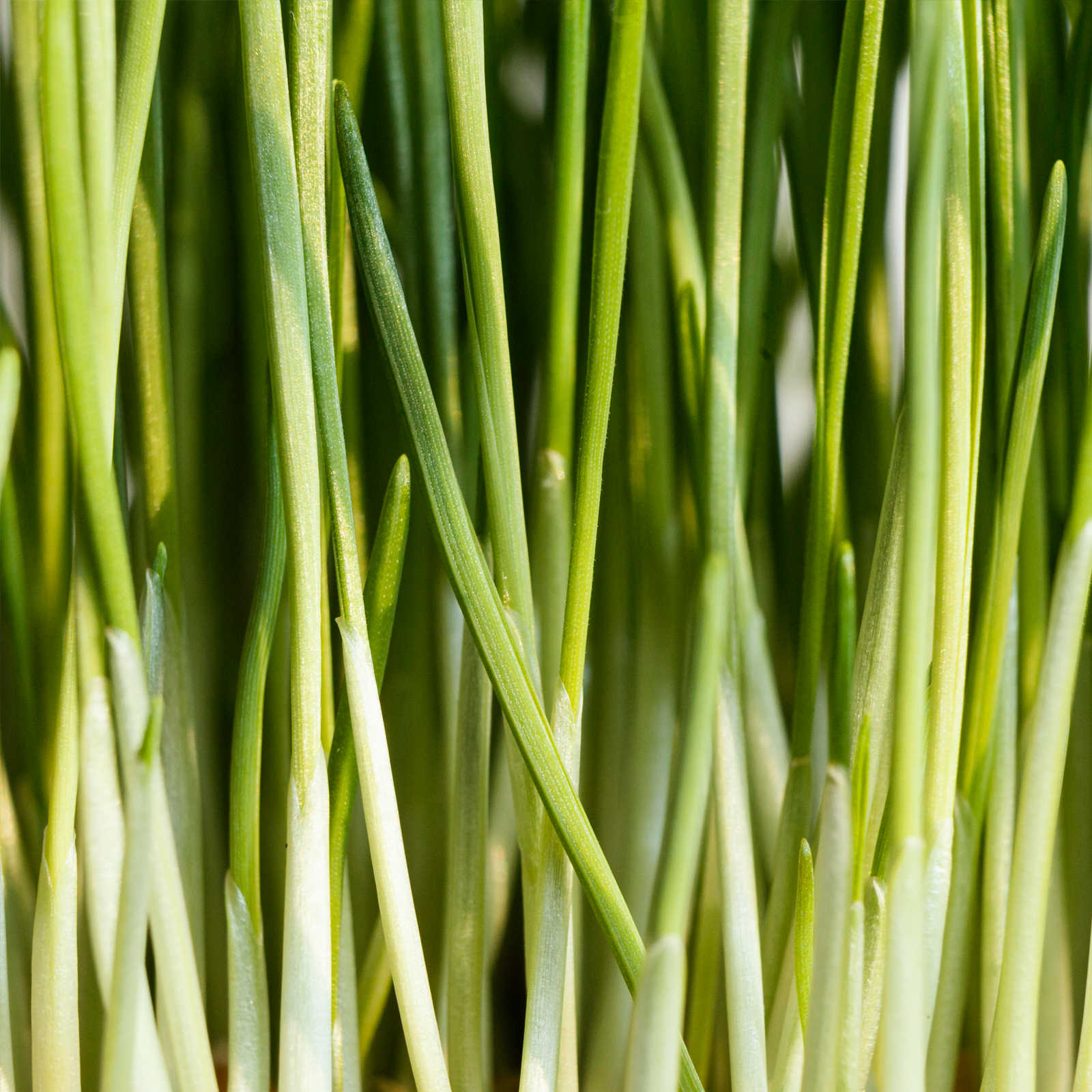 Zitronengras geschnitten Bio (500g)